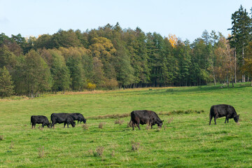 A herd of black cattle on green outdoor pasture