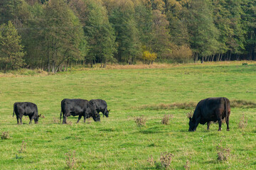 A herd of black cattle on green outdoor pasture