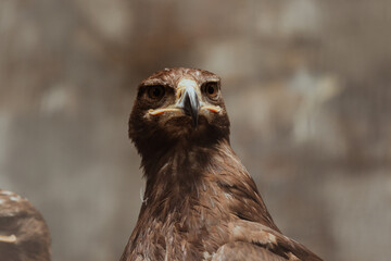 Close up of a majestic bird of prey perched in its natural habitat showcasing fierce features