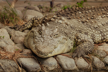 Obraz premium A large crocodile resting on rocky terrain during daylight hours in a natural habitat