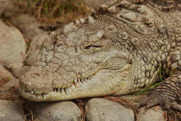 Naklejka premium A close up of a crocodile resting on rocks in its natural habitat during daylight hours