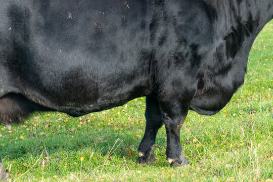 detail of a dewlap of black cow