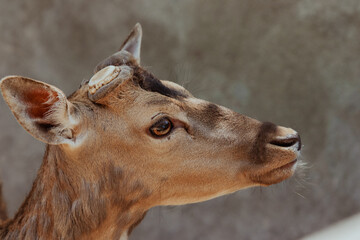 Naklejka premium Close up view of a young deer showcasing its curious expression in natural habitat