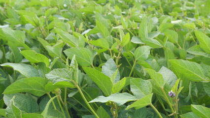Fototapeta premium Green Cultivated Soybean Plants In Field. Soybean Field Ripening At Spring Season. General Plan Nature Agriculture.