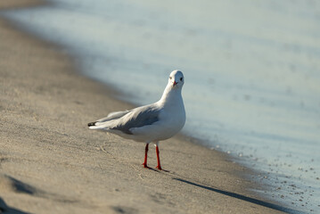 Seagull with piece of food on Sandy Beach. Seagull standing on a sandy beach near the water, holding an object in its beak, likely a shell or piece of food.
