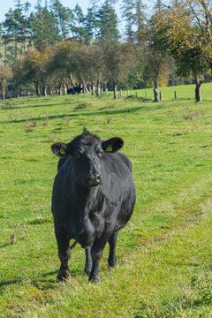 Single black meat cattle grazing on pasture