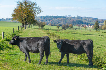 A herd of black cattle on green outdoor pasture