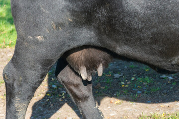 close-up udder of black Angus cattle on pasture