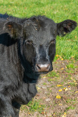 Potrait of black cow on pasture
