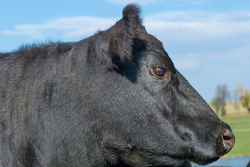 Potrait of black cow on pasture