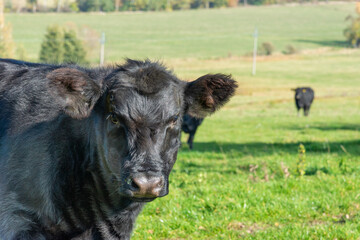 Potrait of black cow on pasture