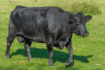 Single black meat cattle grazing on pasture