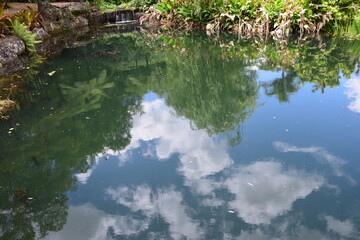 Maleny Botanical Garden, Sunshinecoast,Australia