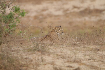 Sri Lankan Leopard in Wilpattu National Park, Sri Lanka 