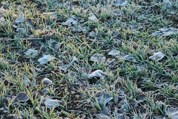 Raureif, Eiskristalle