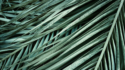Fototapeta premium Top view image of palm tree leaves pattern