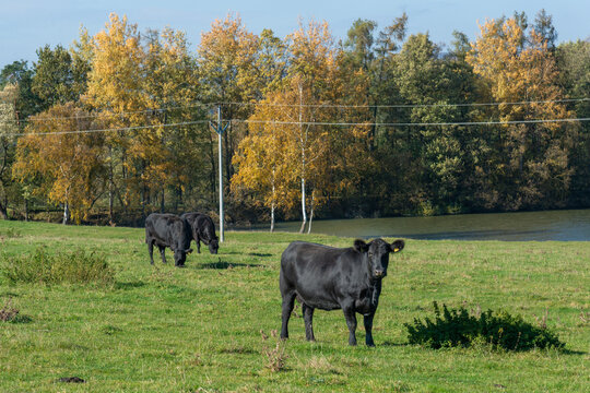 A herd of black cattle on green outdoor pasture
