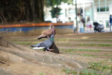 Two doves of different colors are perched near the roots of a large tree in a park in the morning