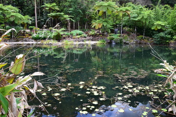 Maleny Botanical Garden, Sunshinecoast,Australia