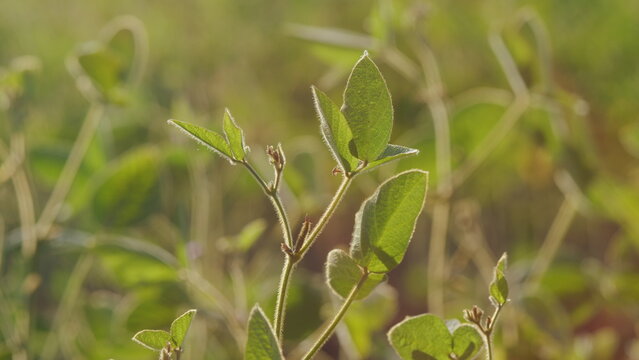 Agriculture Concept. Soybean Growing Vegetables Plant Care. Agriculture Plantation Business Farm Concept.