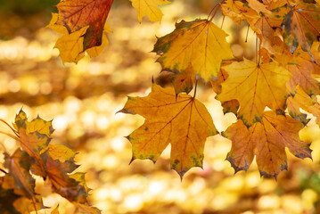 Autumn yellow trees with yellowed leaves fallen to the ground in the park in the morning and afternoon.