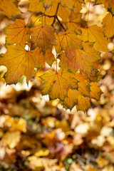 Autumn yellow trees with yellowed leaves fallen to the ground in the park in the morning and afternoon.