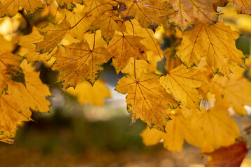Fototapeta premium Autumn yellow trees with yellowed leaves fallen to the ground in the park in the morning and afternoon.