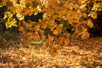 Autumn yellow trees with yellowed leaves fallen to the ground in the park in the morning and afternoon.