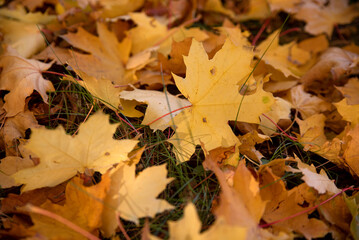 Autumn yellow trees with yellowed leaves fallen to the ground in the park in the morning and afternoon.