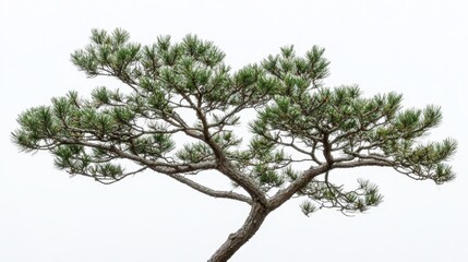 Fototapeta premium Pine-studded branches of a stately fir tree captivate against a backdrop of pure white.