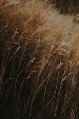 Fototapeta premium Tall grass in a field