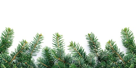 Close up view of a cluster of pine trees with detailed branches and needles