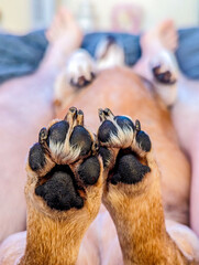 A Cute Close Up Of A Small Miniature Dachshund's Paws © NORRIE