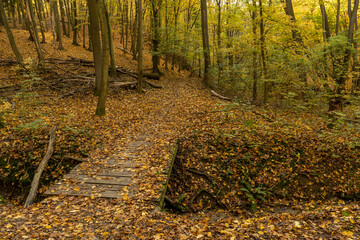 Naklejka premium Beautiful autumn forest road and sun flare