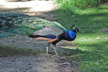 Le Paon, Pavo cristatus