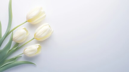 Delicate Tulips: Four elegant white tulips bloom gracefully against a clean, pastel-hued backdrop, creating a sense of springtime serenity and floral elegance.