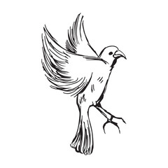bird, eagle, wings, animal drawing vector design 