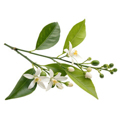 Obraz premium Orange Blossom Branch with White Flowers and Green Leaves On Transparent Background Cutout, PNG file, Cutout file