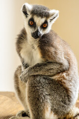 One Of The Most Adorable Animals Of The Animal Kingdom, The Lemur