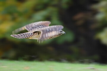 Hawk in Mid-Flight with Blurred Wings