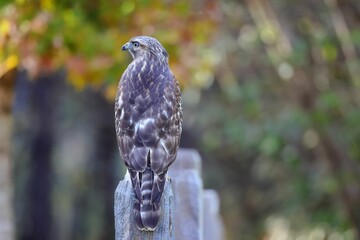 Majestic hawk on wooden post
