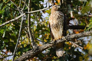 Majestic hawk perched on a tree branch.