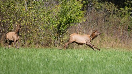 Elk running through a field with forest backdrop.