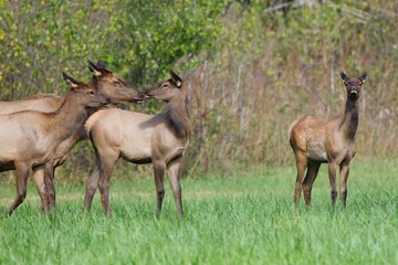 Elk Herd in Green Meadow