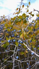 Berries fresh colorful overhead assorted large arrangement