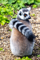 One Of The Most Adorable Animals Of The Animal Kingdom, The Lemur