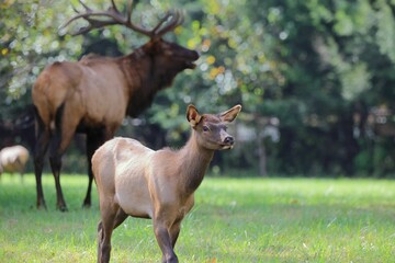 Elk in a lush green meadow