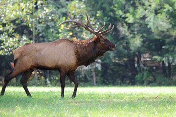 Majestic Elk in Forest Meadow