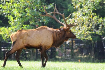 Majestic elk in a sunlit forest clearing. © Wirestock