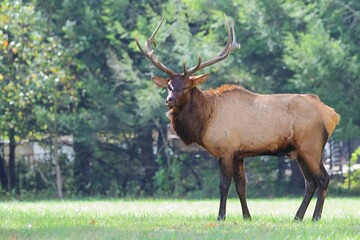 Majestic Elk in a Green Field